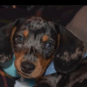 Training tips for your pup