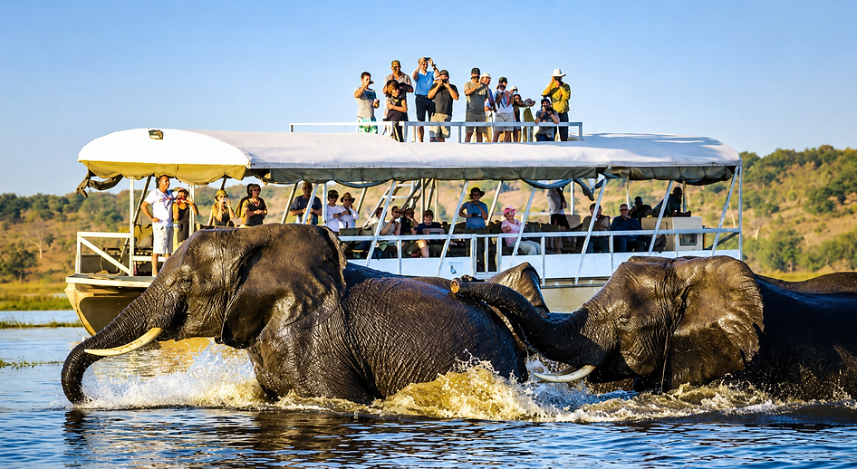 Chobe Camp boat cruise with elephants.png