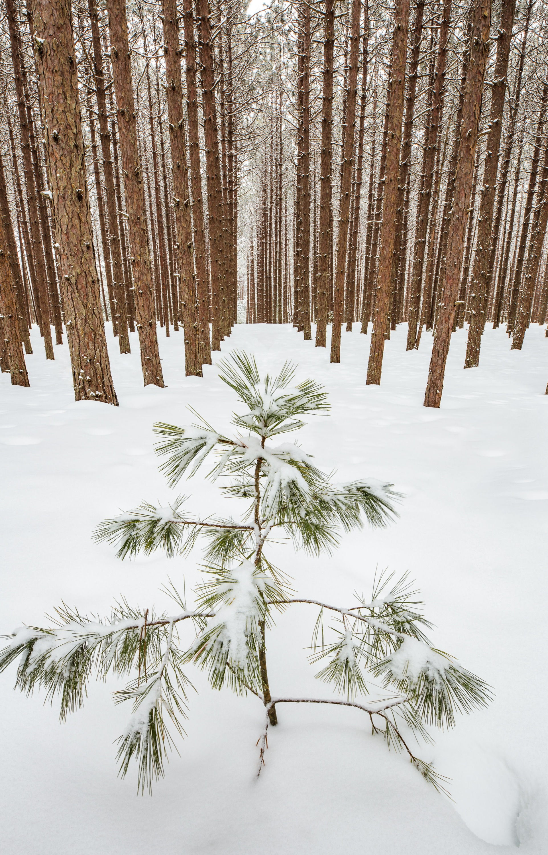 Charlie Brown Tree~ Photo Greeting Card