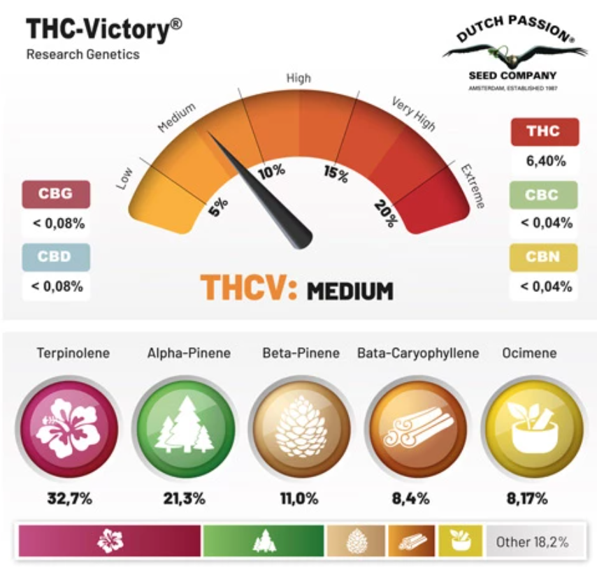 Miniatura: THC VICTORY