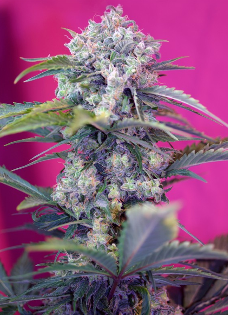 Cream Mandarine Auto