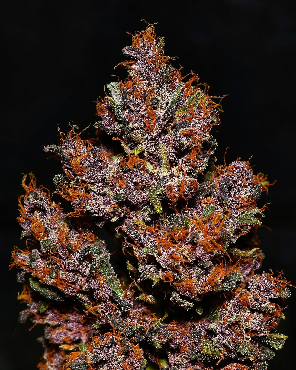 Miniatura: Crystal Meth Auto