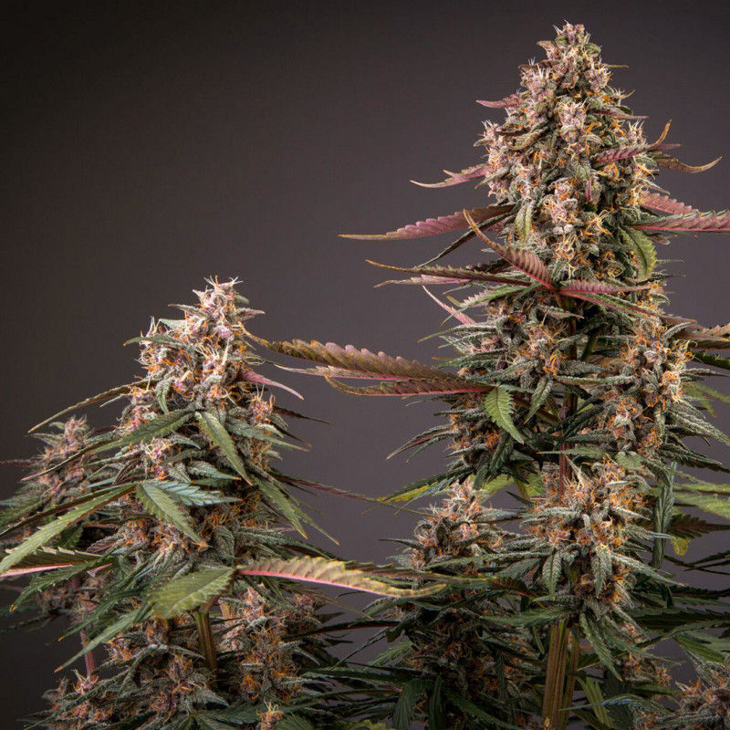 Miniatura: Auto Blackberry Kush