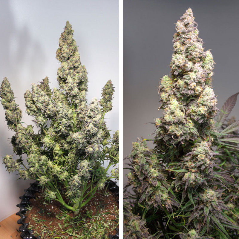 Miniatura: Auto Colorado Cookies