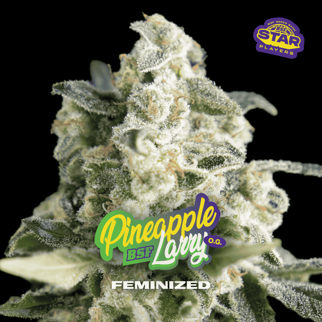 Pineapple Larry OG