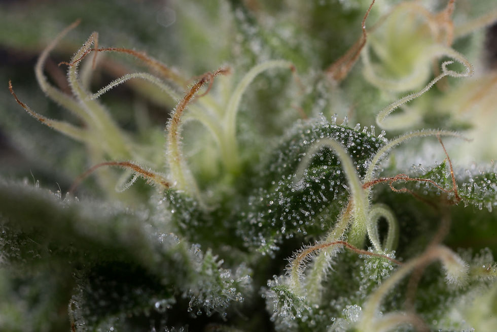 Miniatura: SAPPHIRE OG