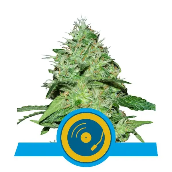 JOANNE´S CBD