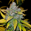 Miniatura: Blue Dream Auto