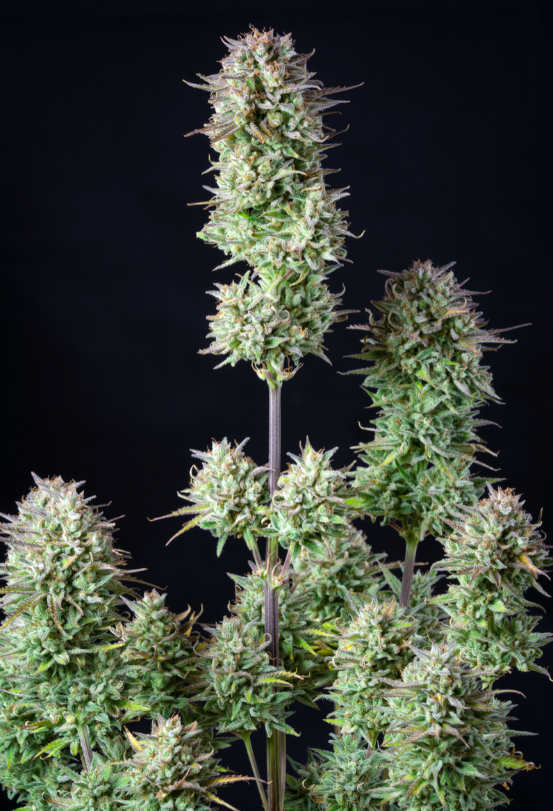 Miniatura: Kosher Cake Auto