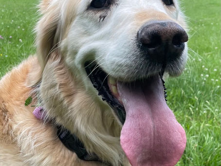 Teaching an old dog new tricks?