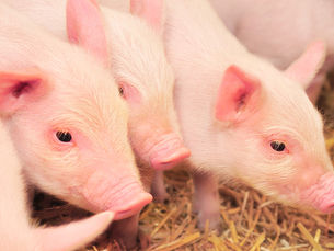small piglets