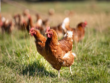 brown chickens in field