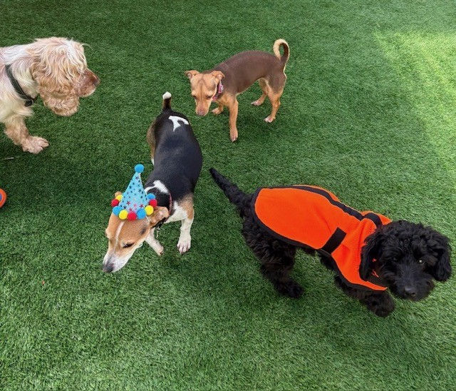dog30