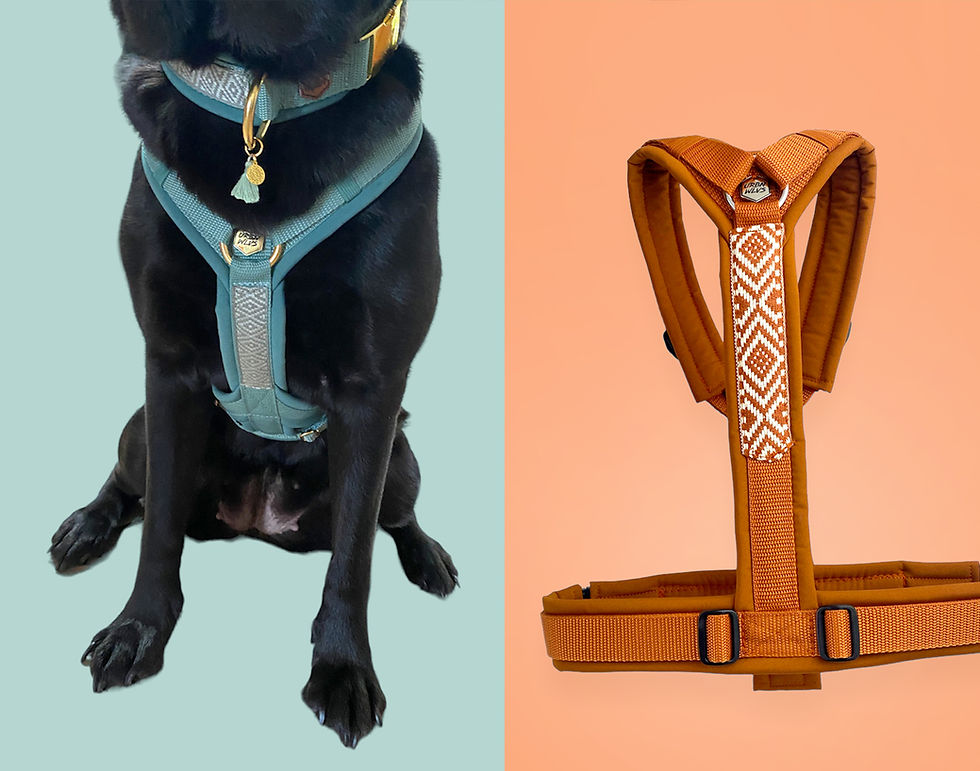 Miniaturbild: Zusatzoption für Y-Geschirr / Halsband /Leine - Webband Applikation