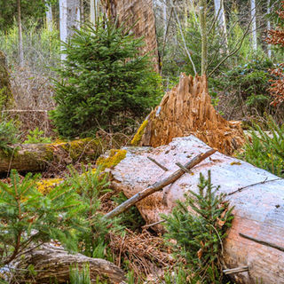 Gefallene Bäume und neues Wachstum im Bannwald