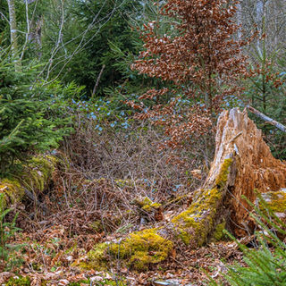Bannwald: Moosiger Baumstumpf und Totholz