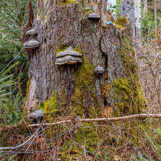 Alter Baumstumpf mit Moos und Pilzen im Wald.