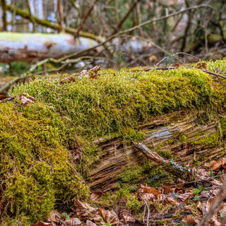Moosbewachsener, liegender Baumstamm im Wald