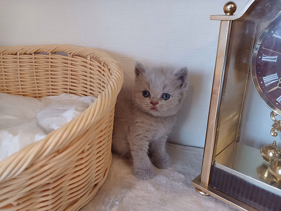 サムネイル： ブリティッシュショートヘアー子猫　販売中　ブリーダー