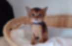 アビシニアン　子猫　販売中　ブリーダー