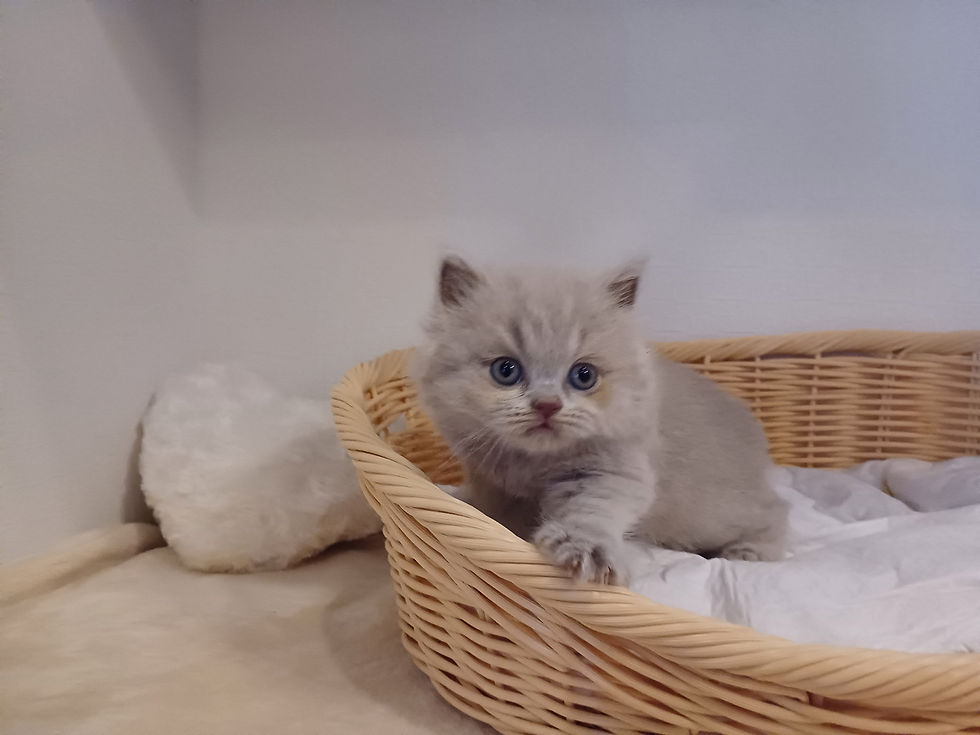 サムネイル： ブリティッシュロングヘアー子猫　販売中　ブリーダー