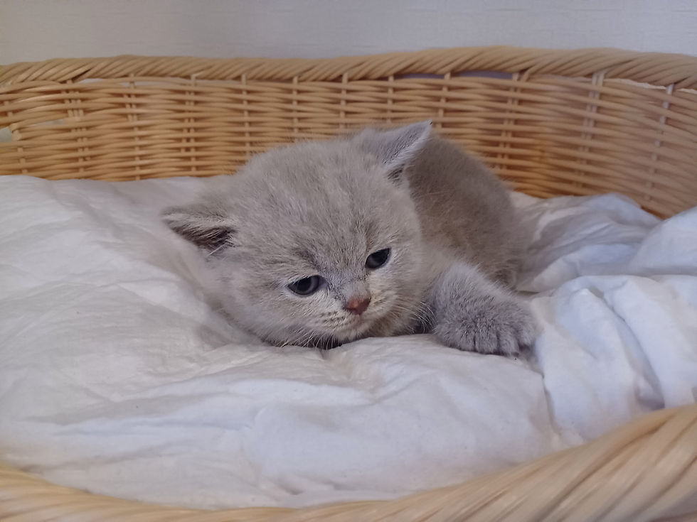 サムネイル： ブリティッシュショートヘアー子猫　販売中　ブリーダー