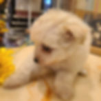 サムネイル： 仔犬　ブリーダー　ペットショップ　販売中　犬　トイプードル　ポメラニアン　ポメプー　ハーフ　プレゼント　ペット　赤ちゃん　ベージュ　クリーム　ふわふわ