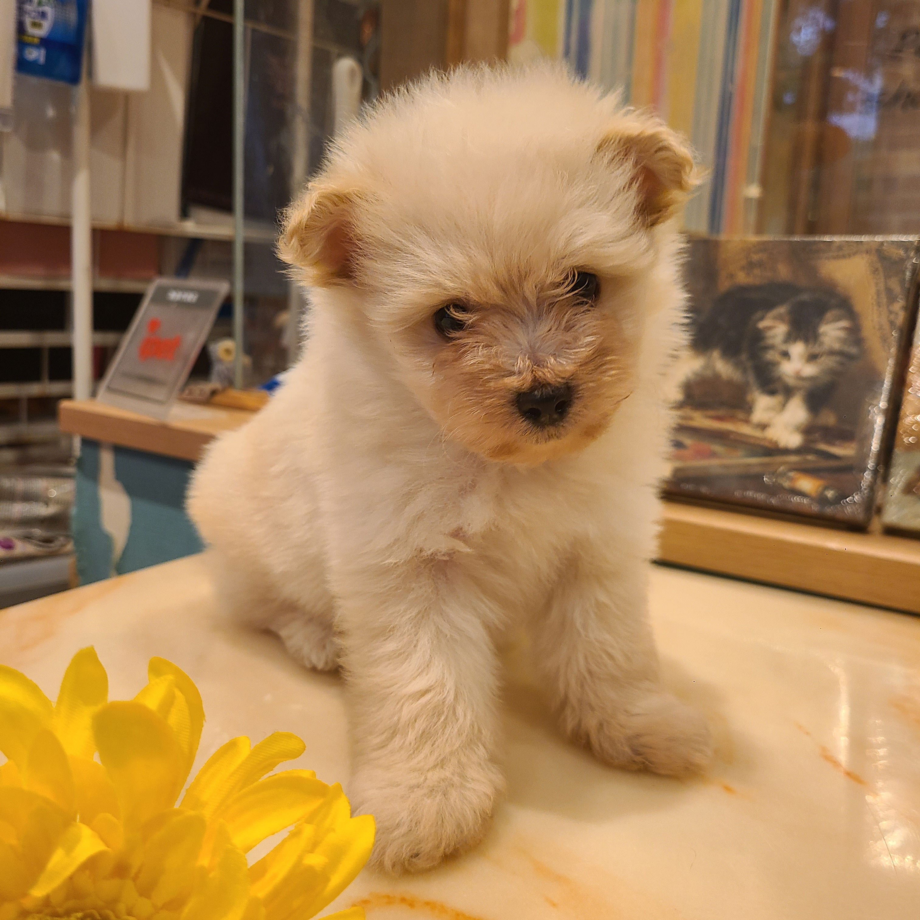 仔犬 ブリーダー ペットショップ トイプードル ポメラニアン ハーフ ポメプー 赤ちゃん 犬 販売中