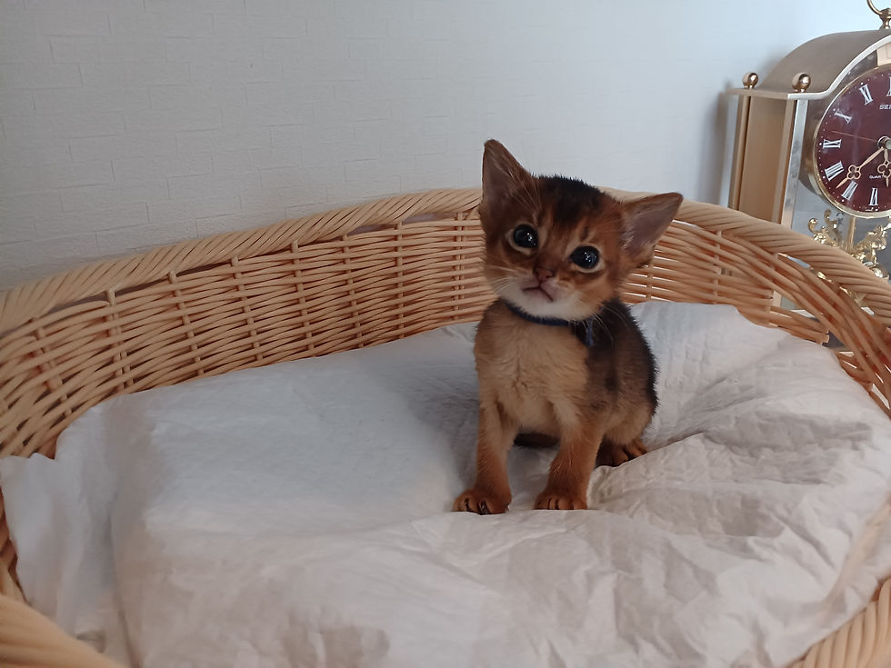 サムネイル： アビシニアン　子猫　販売中　ブリーダー