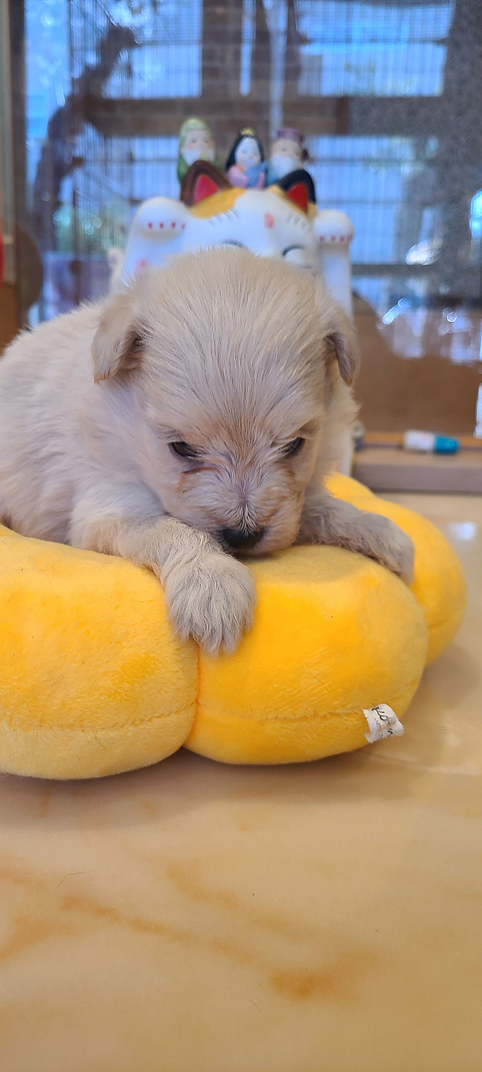 サムネイル： 仔犬　販売　ブリーダー　メス　ポメラニアン　トイプードル　ポメプー