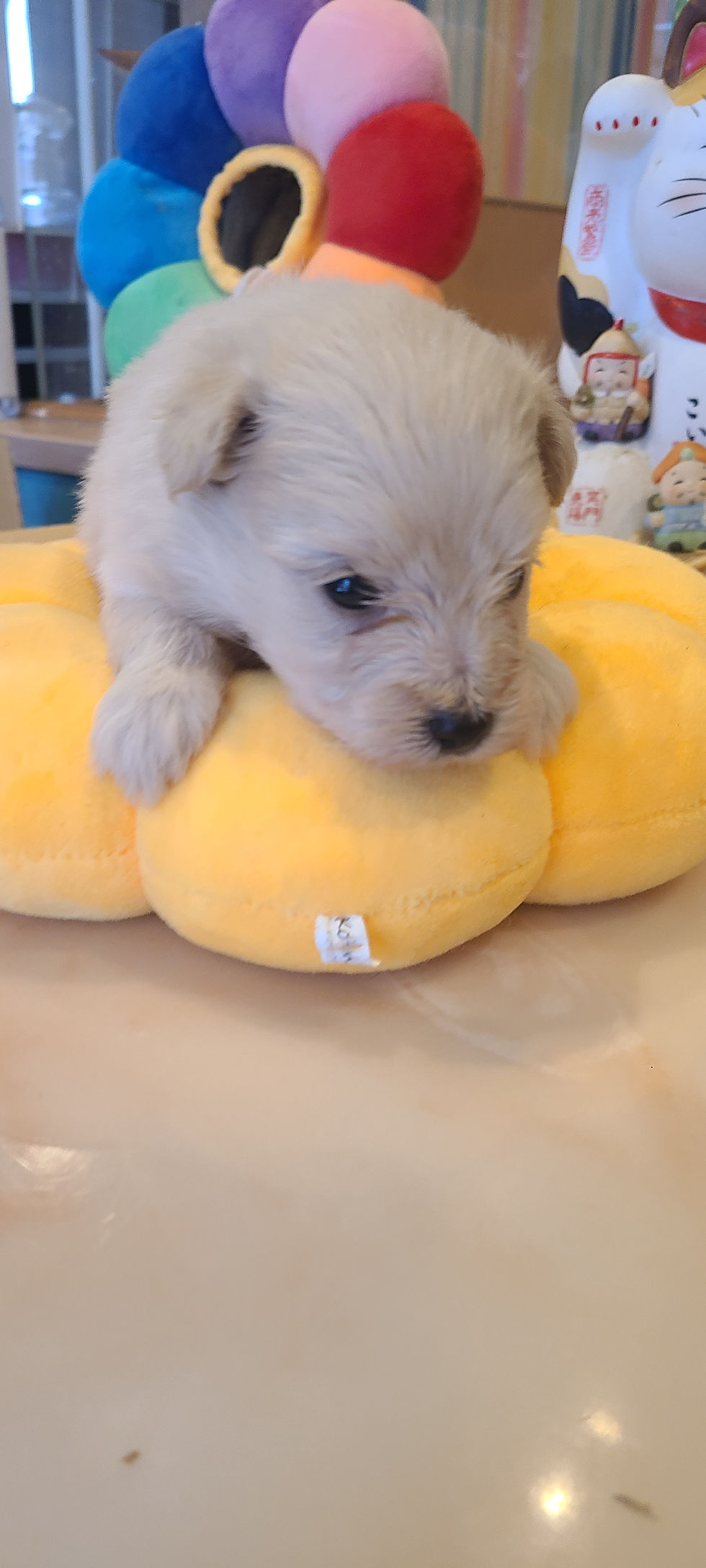 サムネイル： 仔犬　販売　ブリーダー　メス　ポメラニアン　トイプードル　ポメプー