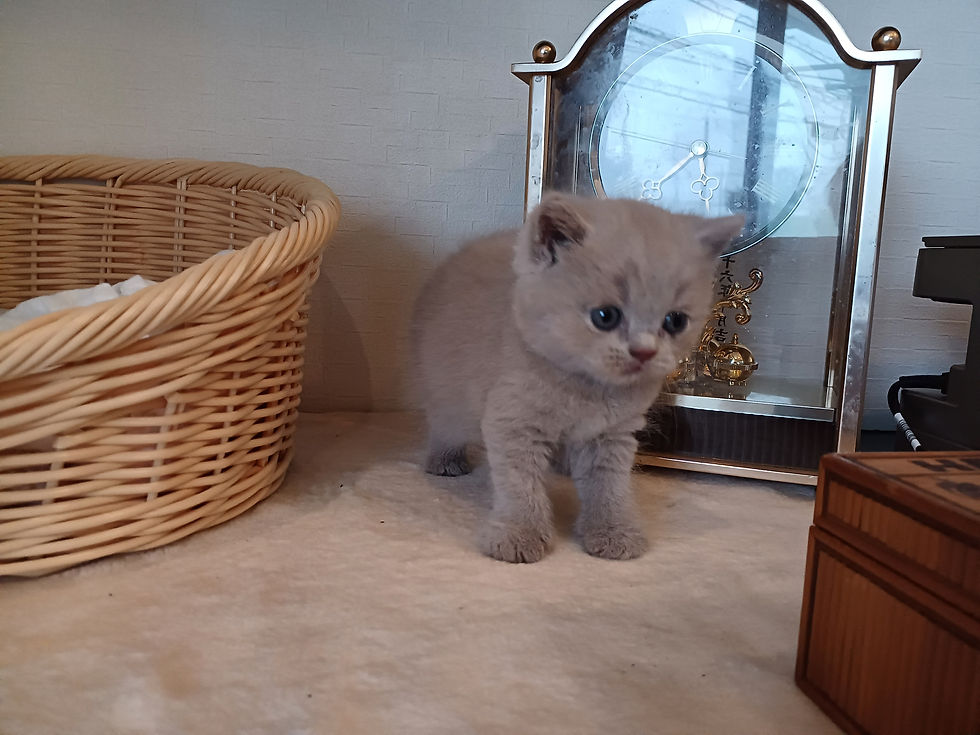 サムネイル： ブリティッシュショートヘアー子猫　販売中　ブリーダー