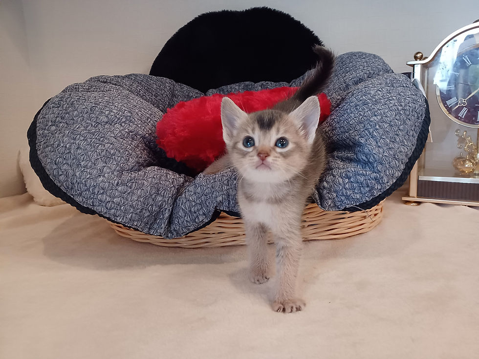 サムネイル： アビシニアン　仔猫　販売中　ブリーダー　ブリーダーナビ　上板橋　池袋　ペットショップ　可愛い　猫　赤ちゃん　懐く　東京　埼玉　関東