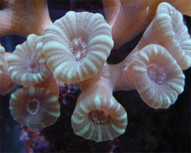 Thumbnail: Candy Cane Coral  (Caulastrea furcata)