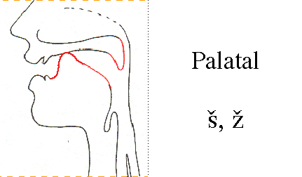 palatal.gif