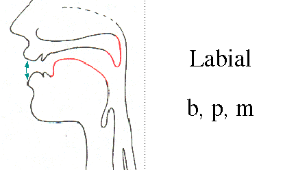 labial.gif