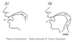 palato-alveolar.jpg