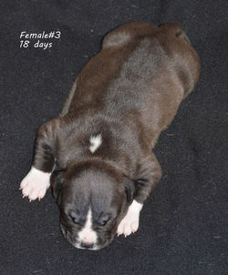 OlgaGRAD for VC puppies amstaff blue