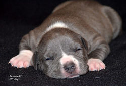 blue female ast olgagrad