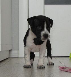 OlgaGRAD for VC amstaff FCI