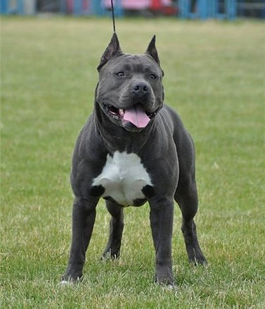 Daintry Jun Soul of Gryffindor