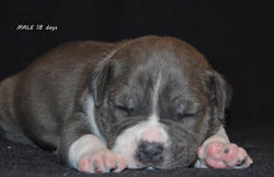 OlgaGRAD for VC puppies amstaff terr