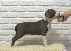 OlgaGRAD for VC amstaff FCI