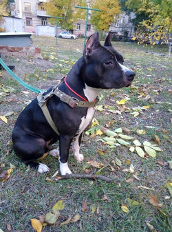 Kennel "OlgaGrad for VC"