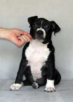 OlgaGRAD for VC puppies amstaff blue