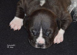 OlgaGRAD for VC puppies amstaff blue