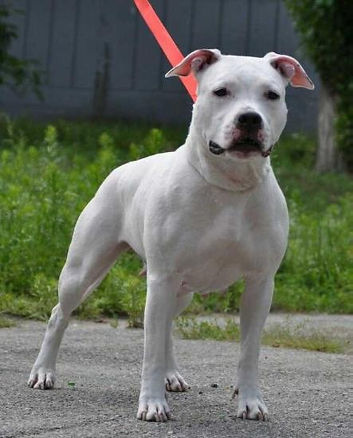 Snow Queen S Almaznogo Ostrova_edited.jp