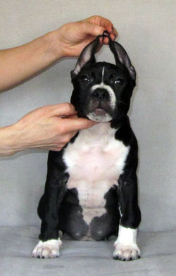 OlgaGRAD for VC puppies amstaff blue