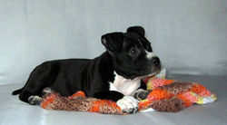 OlgaGRAD for VC puppies amstaff blue