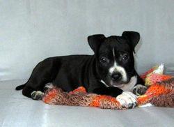 OlgaGRAD for VC puppies amstaff blue